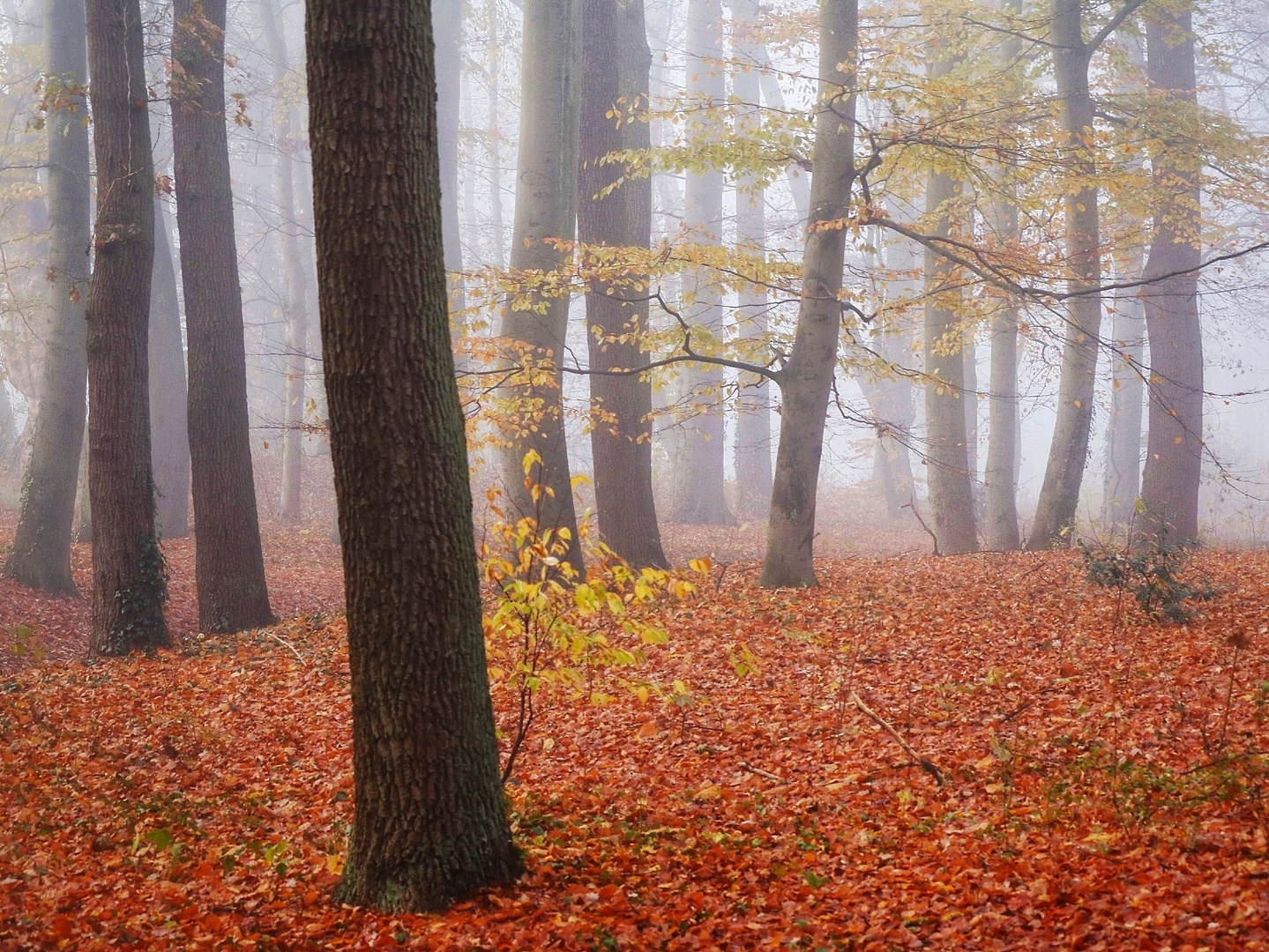 Herbstwald mit Nebel