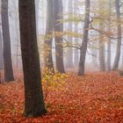 Herbstwald mit Nebel