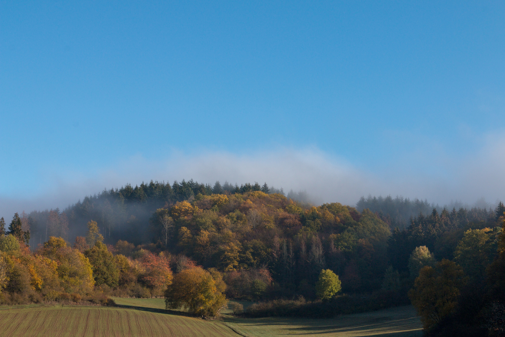 Herbstwald mit Nebel