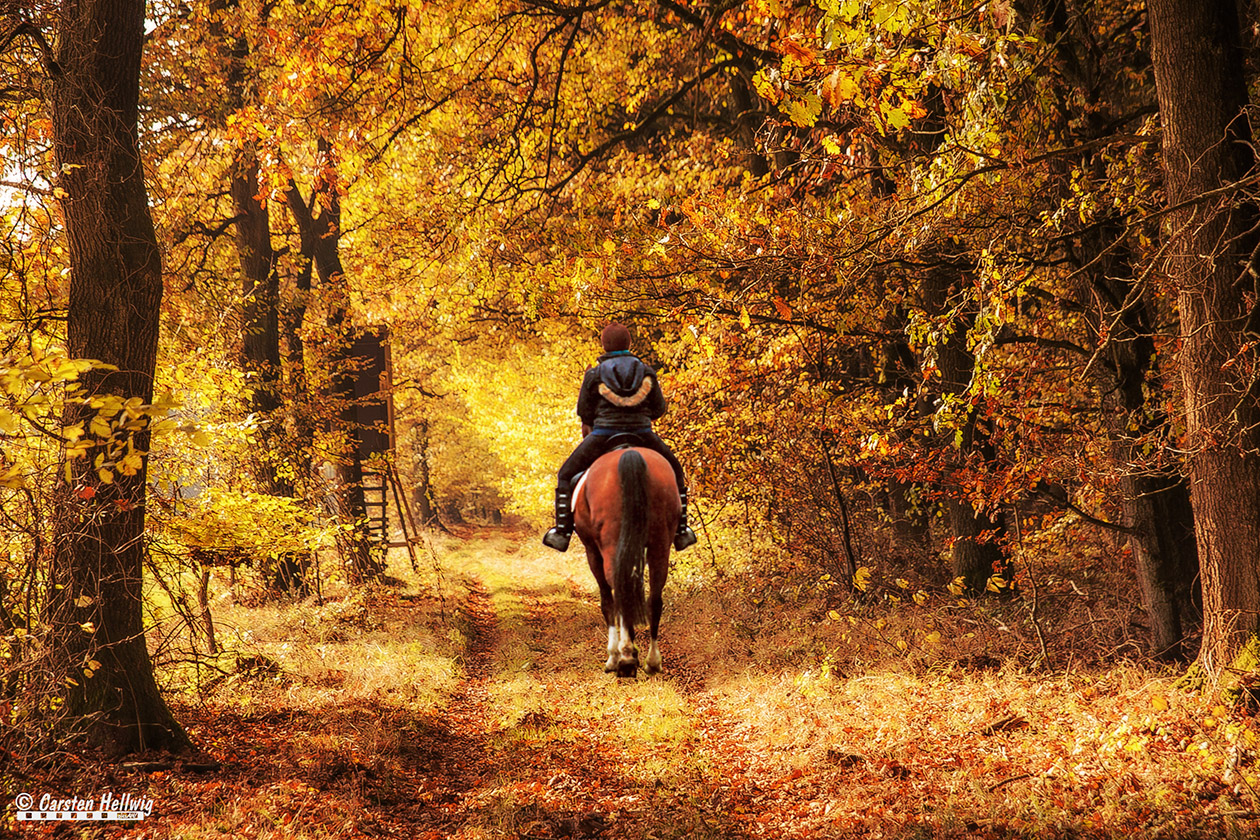 Herbstwald mit Pferd