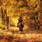 Herbstwald mit Pferd