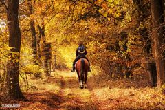 Herbstwald mit Pferd