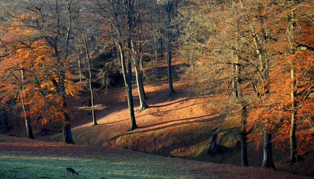 Herbstwald mit Reh (1)