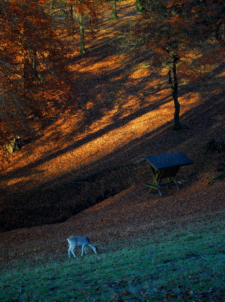 Herbstwald mit Reh (2)