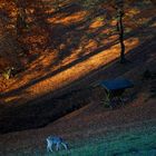 Herbstwald mit Reh (2)