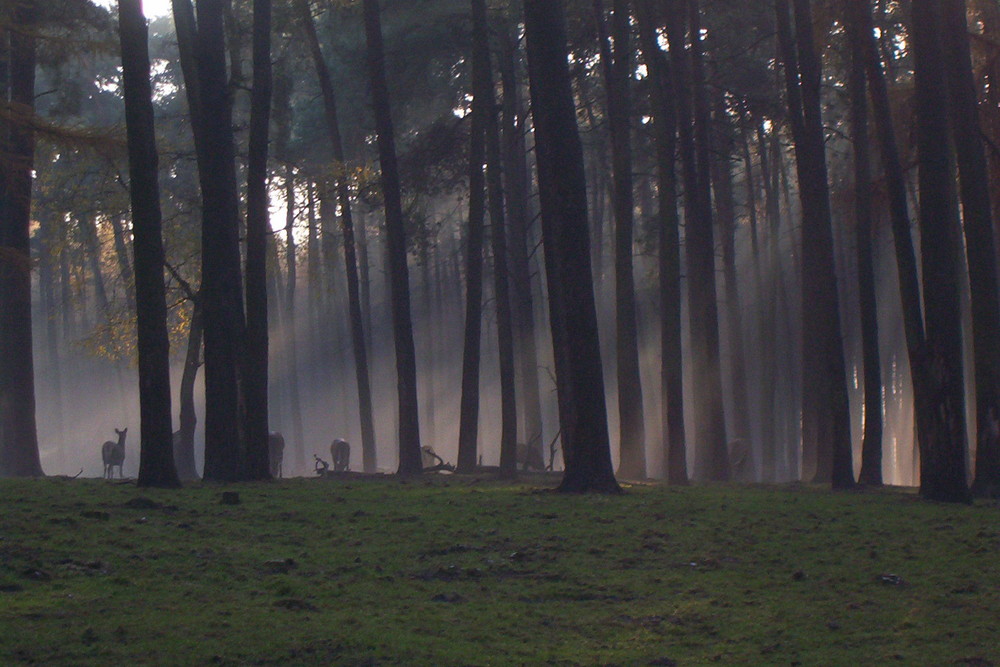 Herbstwald mit Rehen