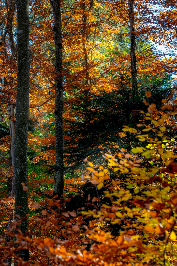 Herbstwald mit seinen bunten Farben