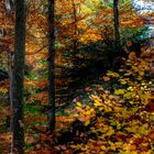 Herbstwald mit seinen bunten Farben
