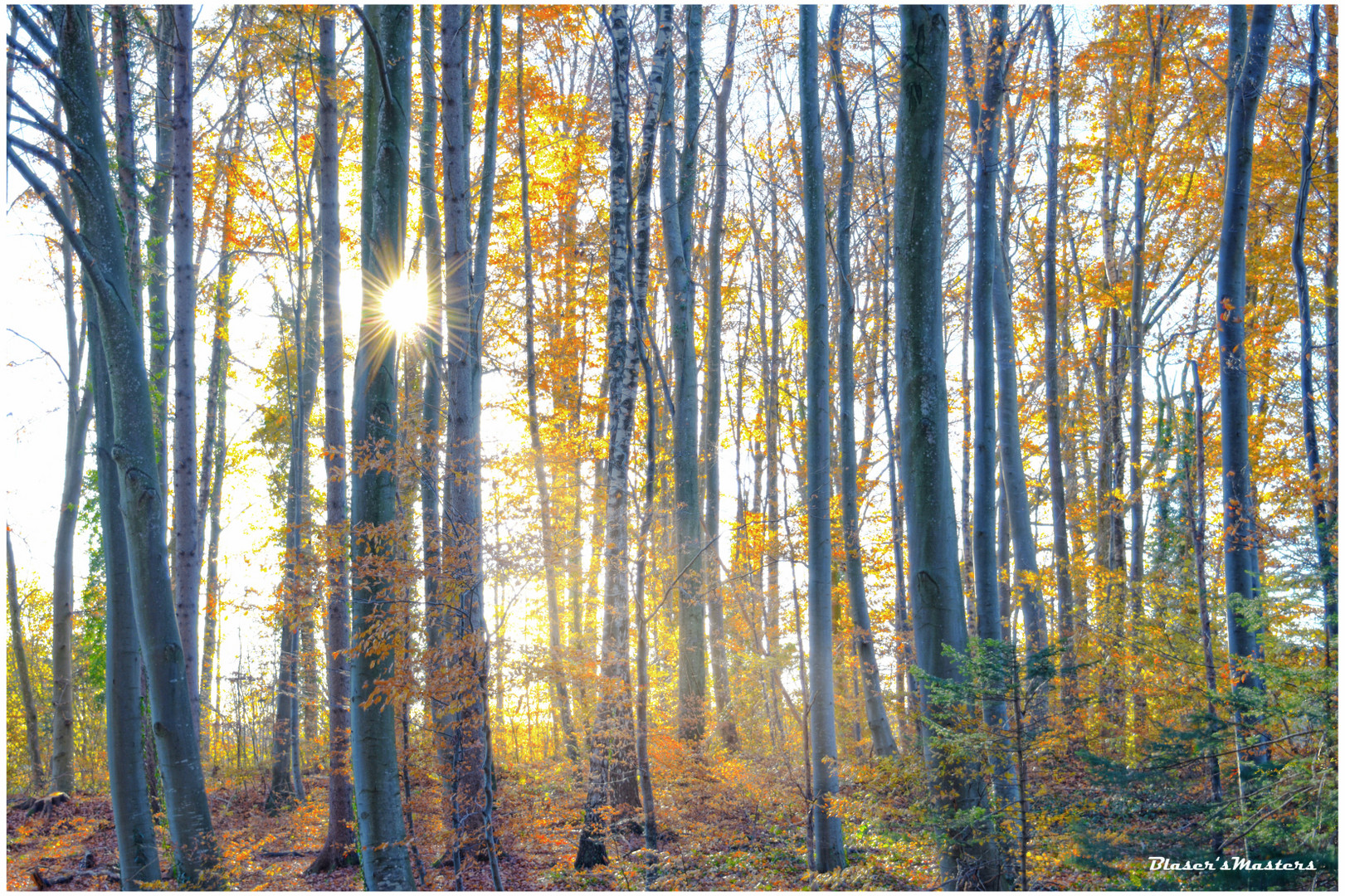 Herbstwald mit Sonnenstern