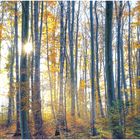 Herbstwald mit Sonnenstern