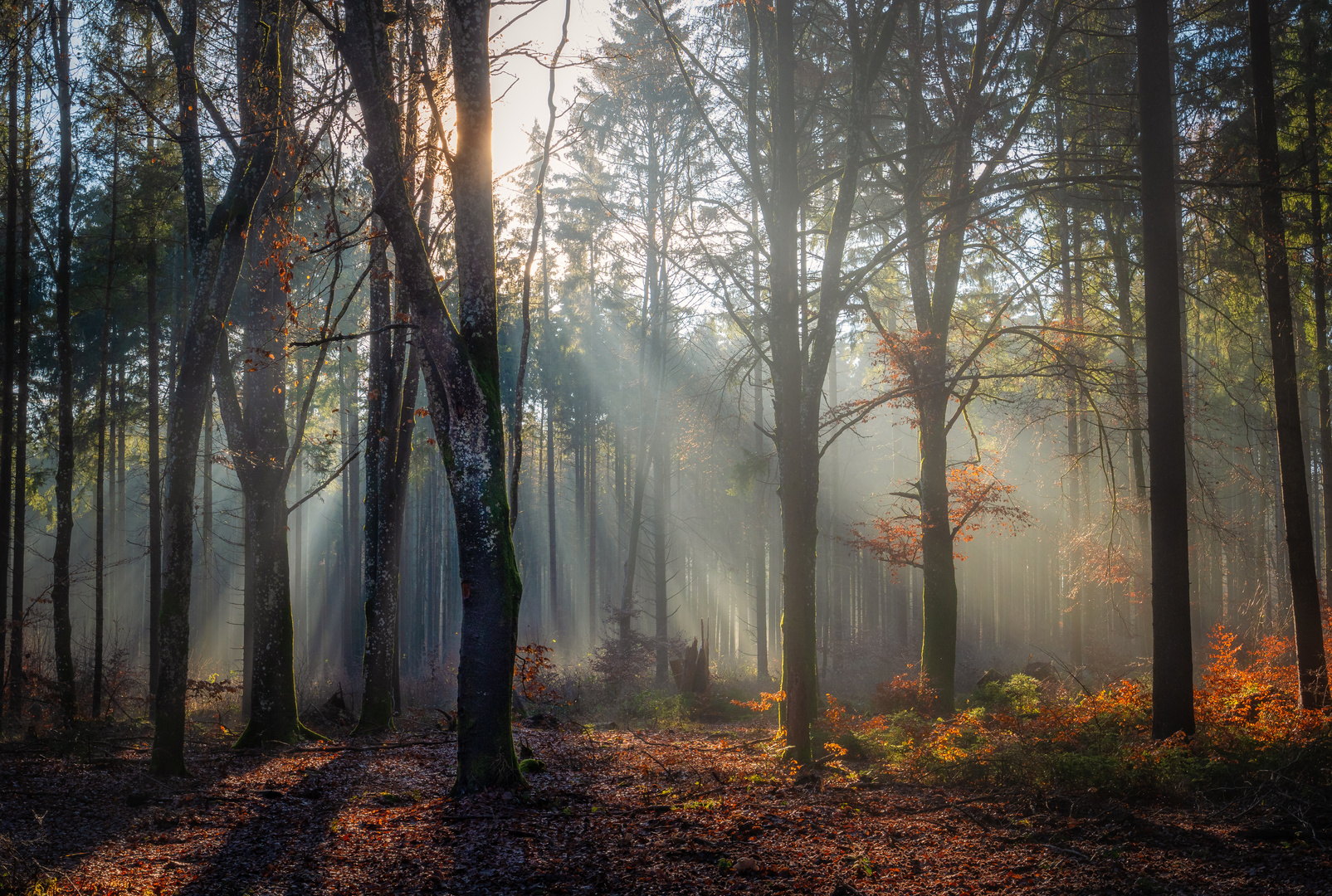 Herbstwald mit Sonnenstrahlen