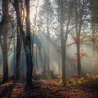 Herbstwald mit Sonnenstrahlen