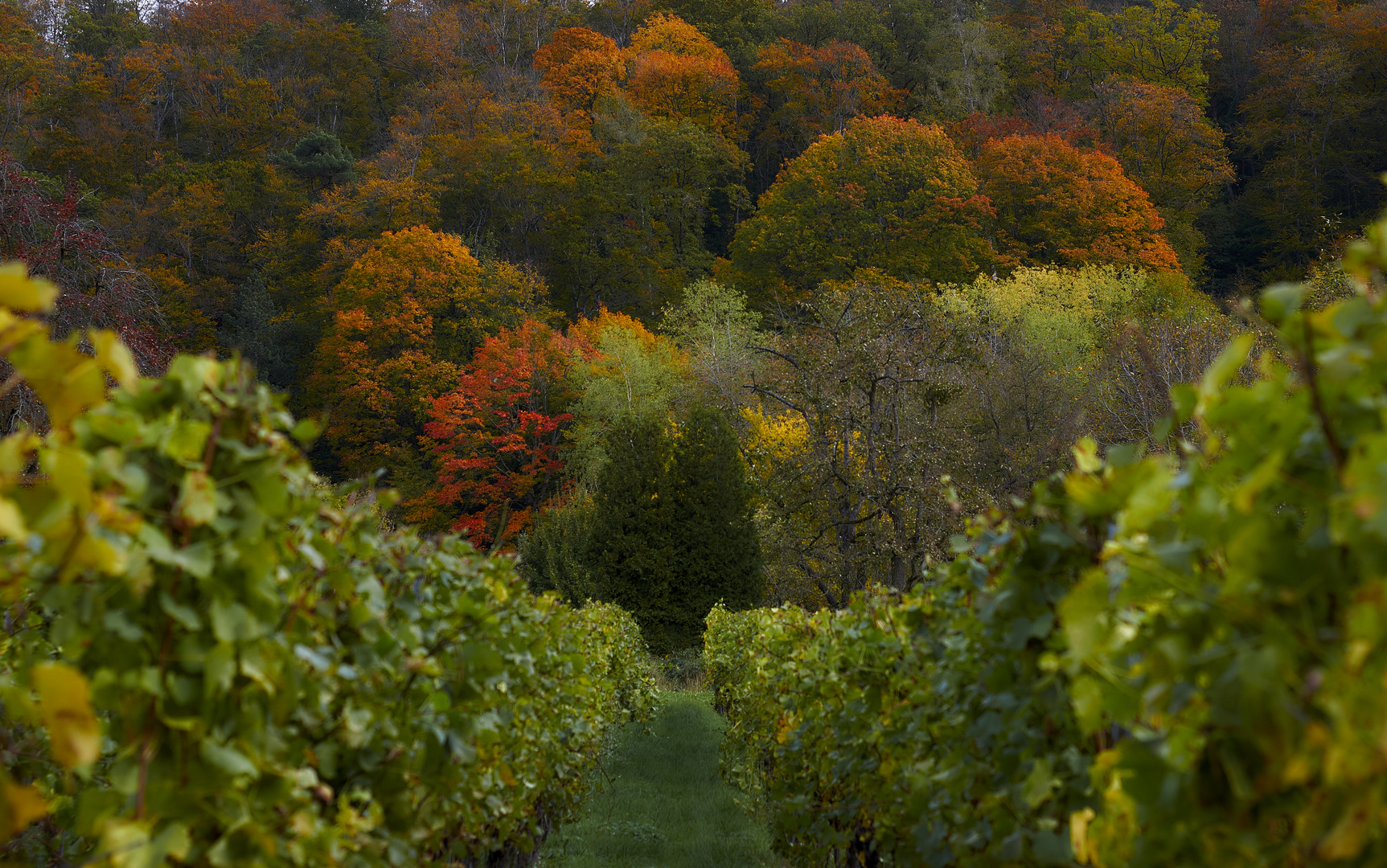 Herbstwald mit Weinberg