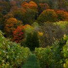 Herbstwald mit Weinberg