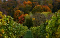 Herbstwald mit Weinberg