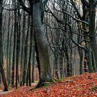 Herbstwald nach dem Regen