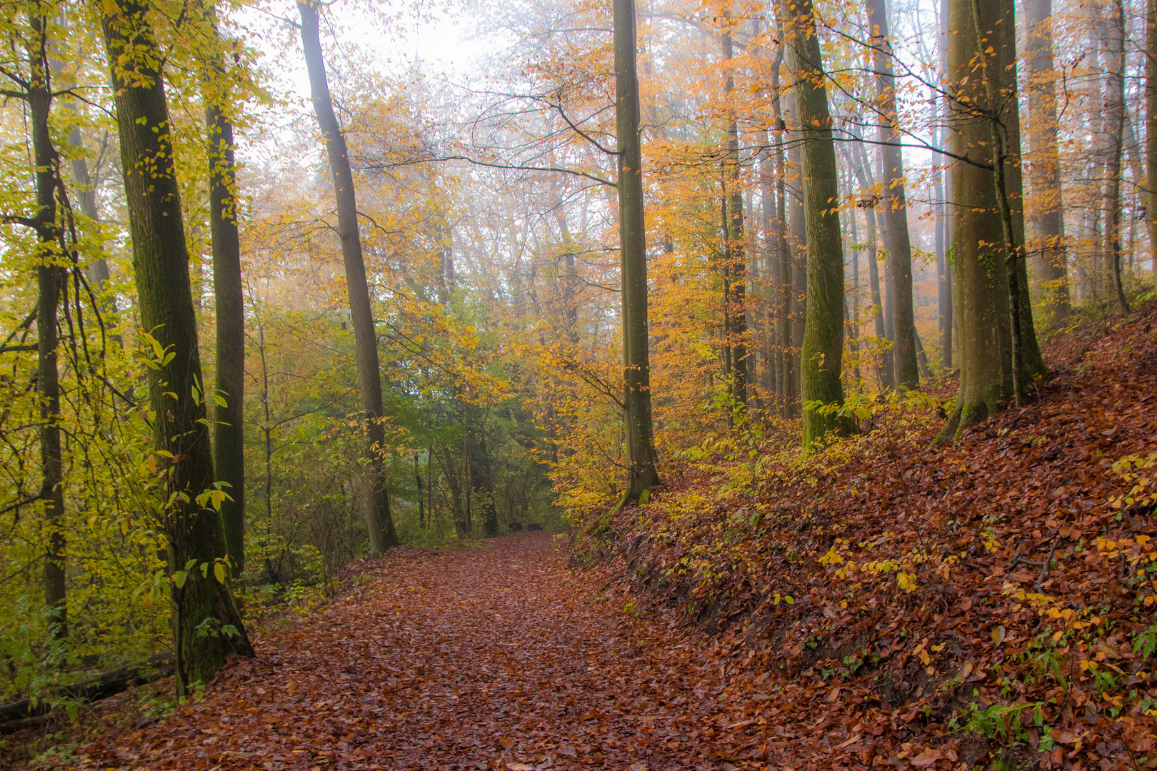 Herbstwald No.1