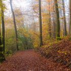 Herbstwald No.1