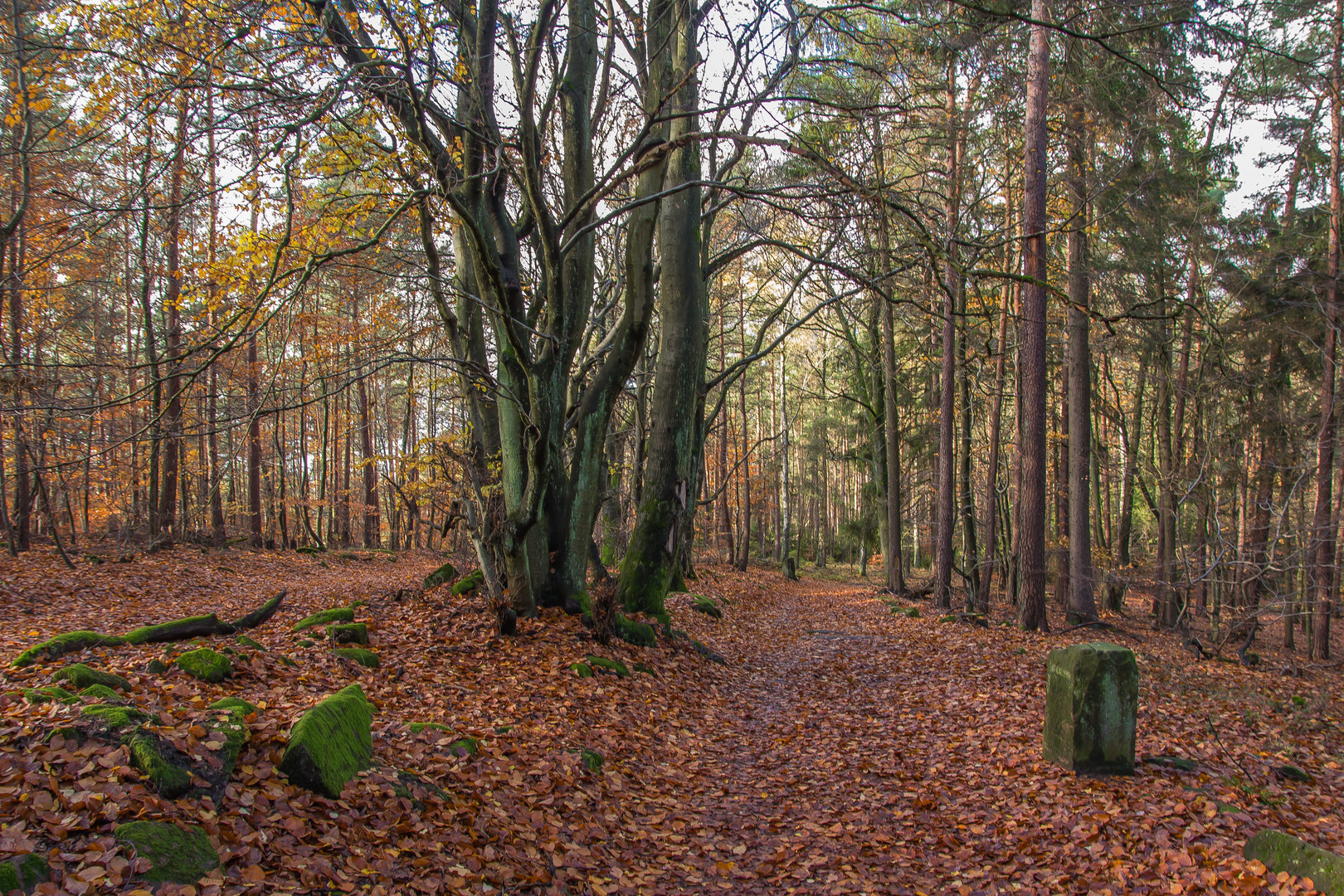 Herbstwald No.1