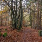 Herbstwald No.1