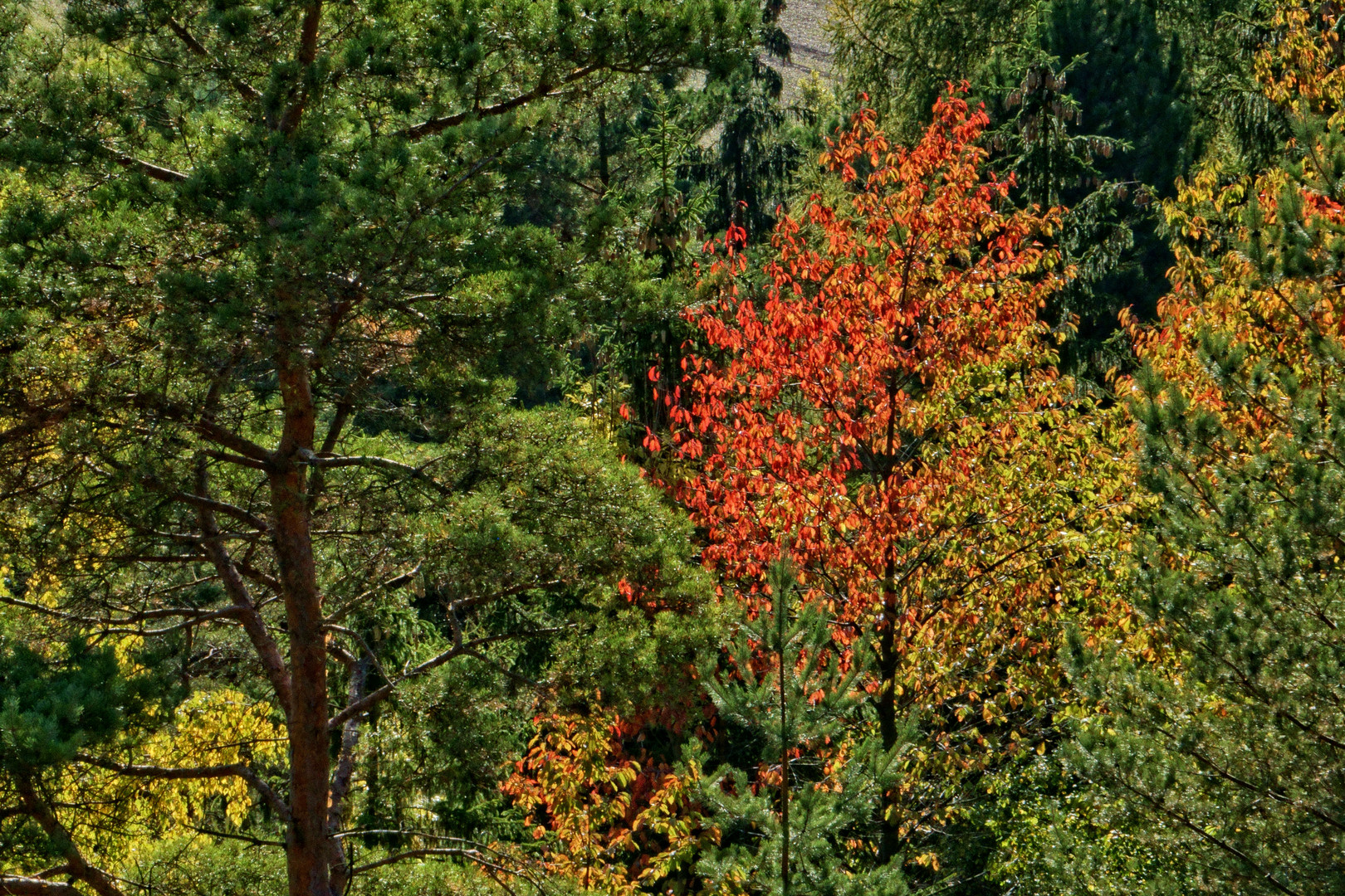 Herbstwald oder Indian Summer im Harzer Weltwald