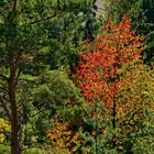 Herbstwald oder Indian Summer im Harzer Weltwald