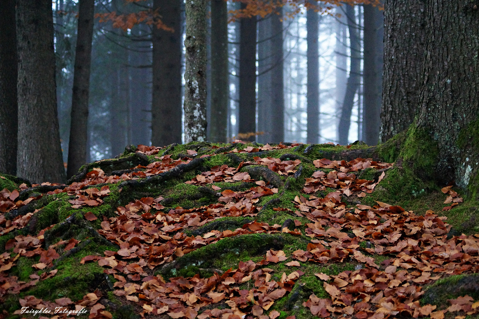 Herbstwald oder Zauberwald ?