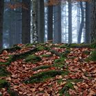 Herbstwald oder Zauberwald ?