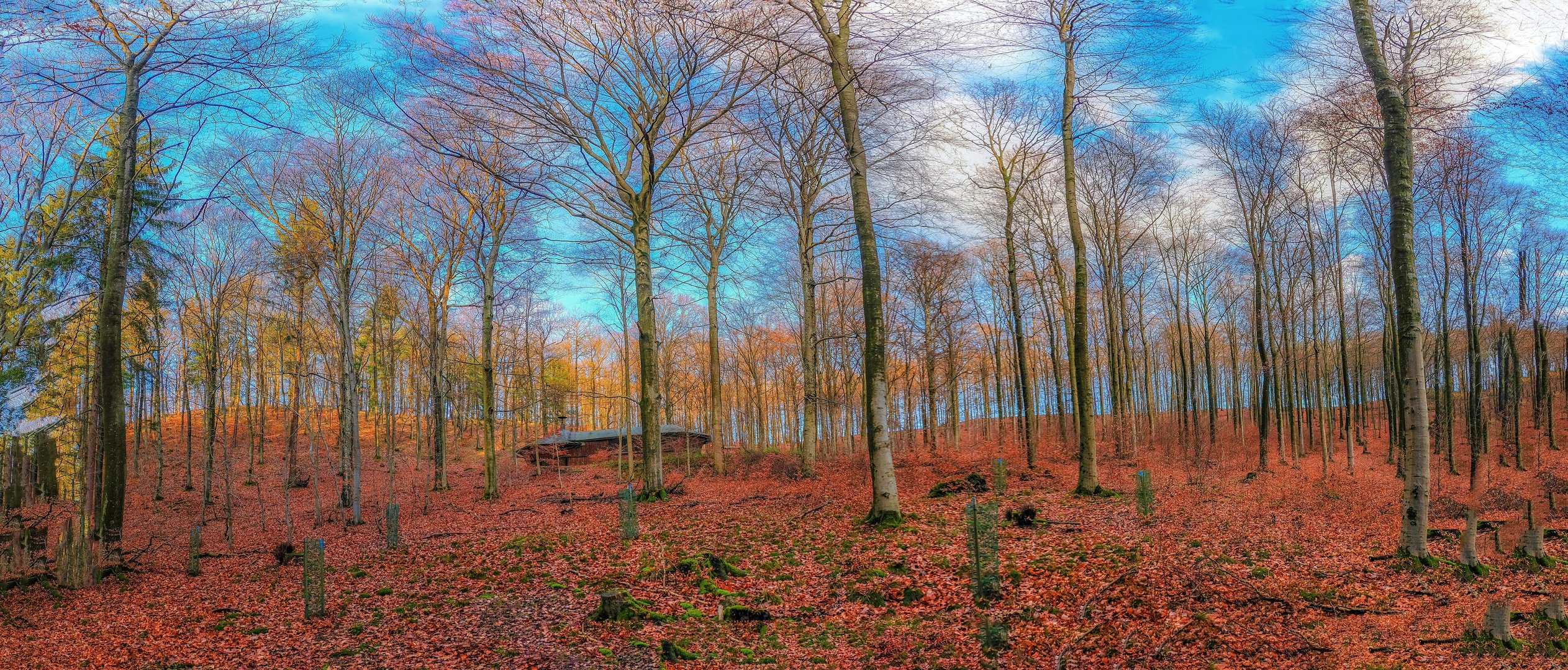 Herbstwald Panorama