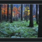 Herbstwald Panorama