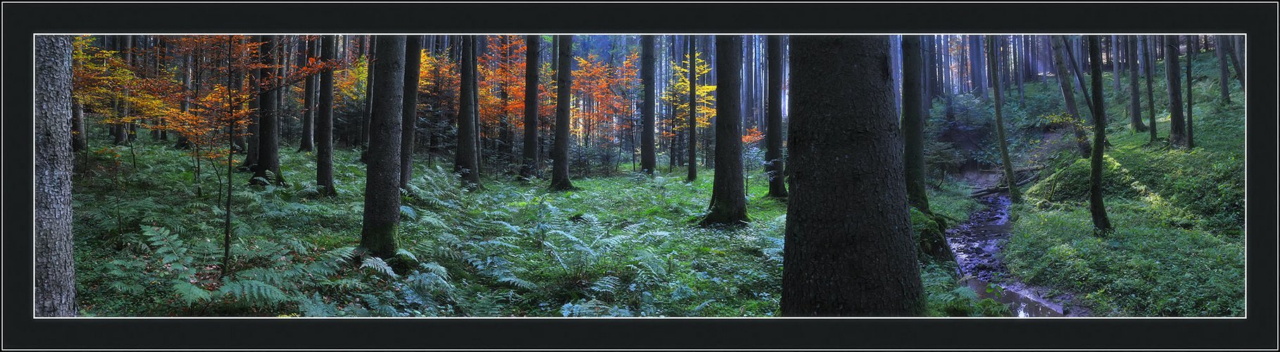 Herbstwald Panorama