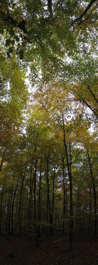 Herbstwald - Panorama; hochkant.