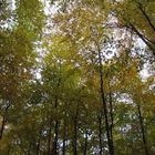 Herbstwald - Panorama; hochkant.