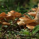 Herbstwald - Pilze