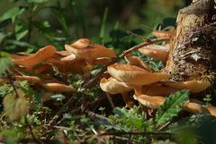 Herbstwald - Pilze