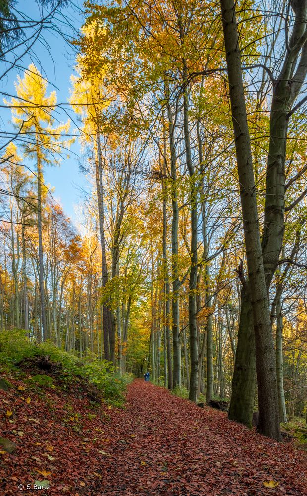 Herbstwald - Pöhlberg (4)