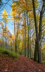 Herbstwald - Pöhlberg (4)