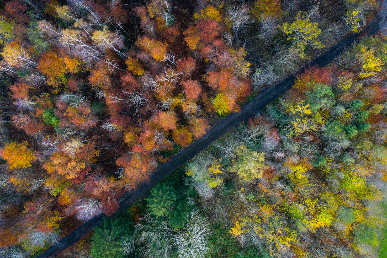 Herbstwald rot/grün