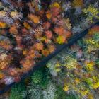 Herbstwald rot/grün