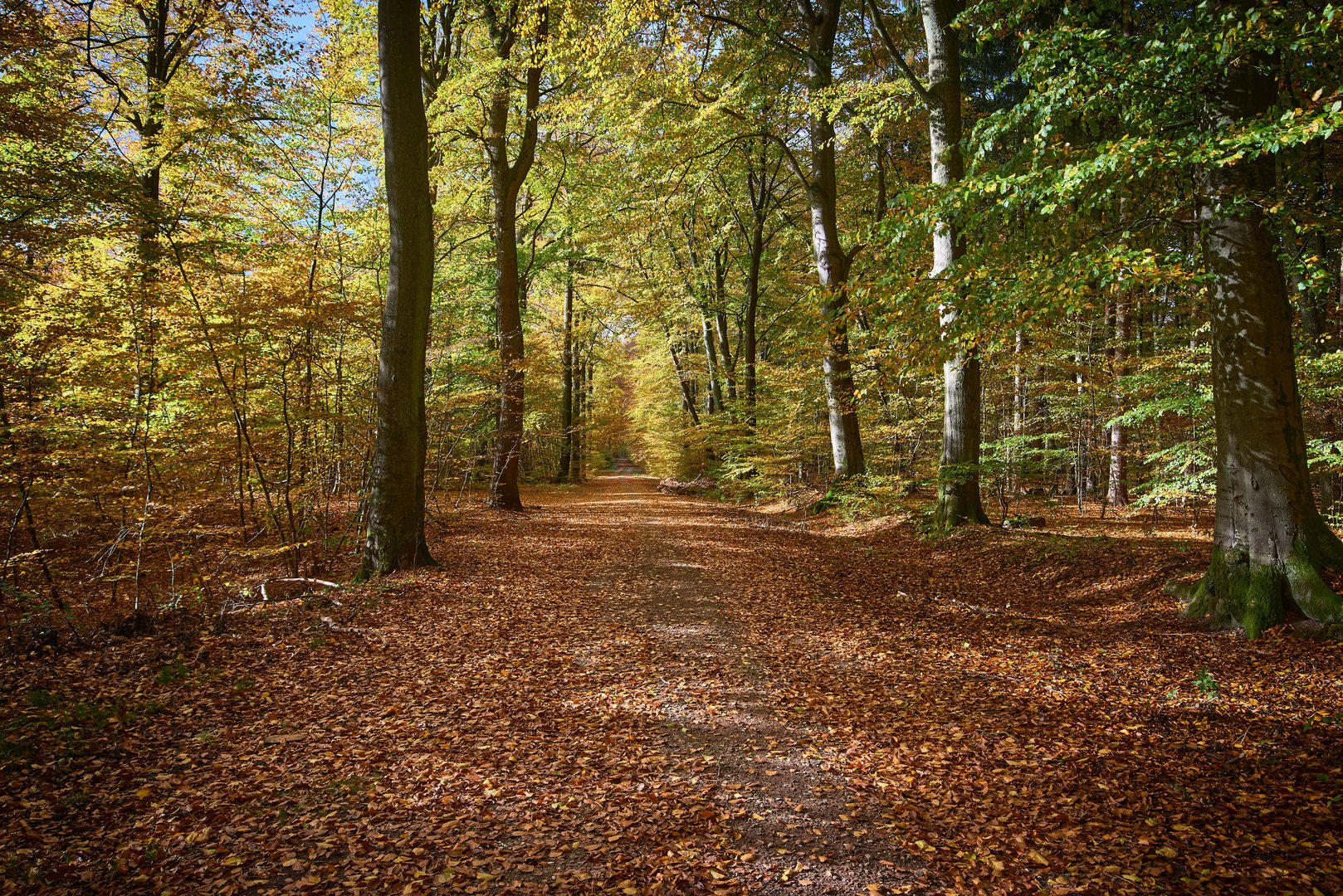 Herbstwald - Sachsenwald