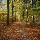 Herbstwald - Sachsenwald