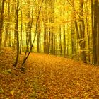 Herbstwald sk