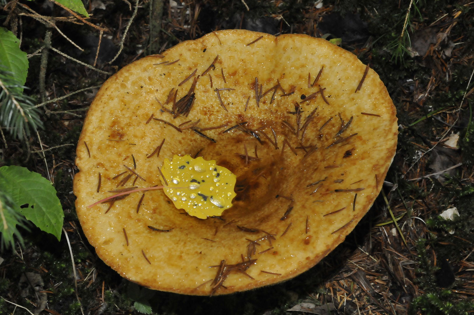 Herbstwald, Südtirol