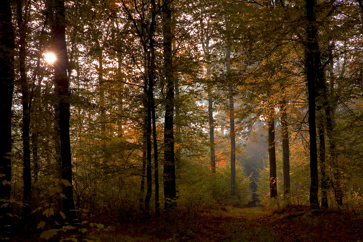 Herbstwald und Gegenlicht