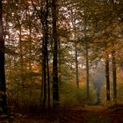 Herbstwald und Gegenlicht