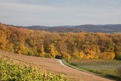 Herbstwald und Weinberg