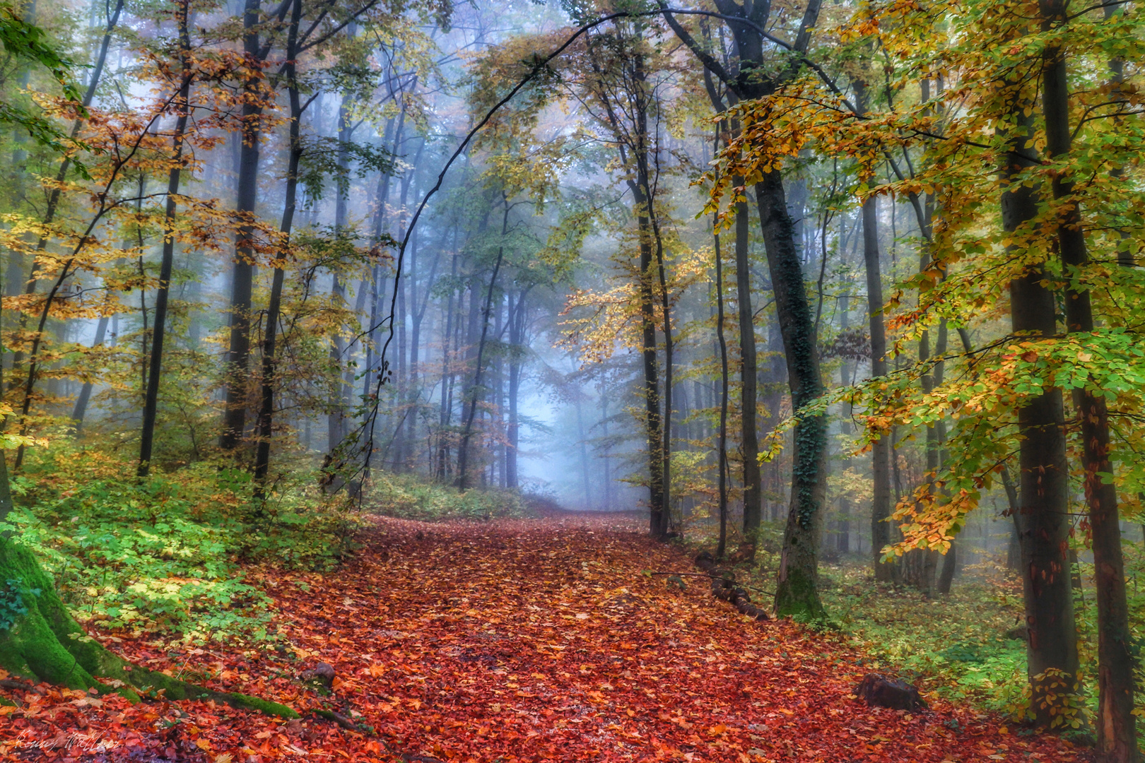 Herbstwald unter der Teck