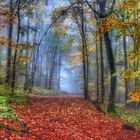 Herbstwald unter der Teck