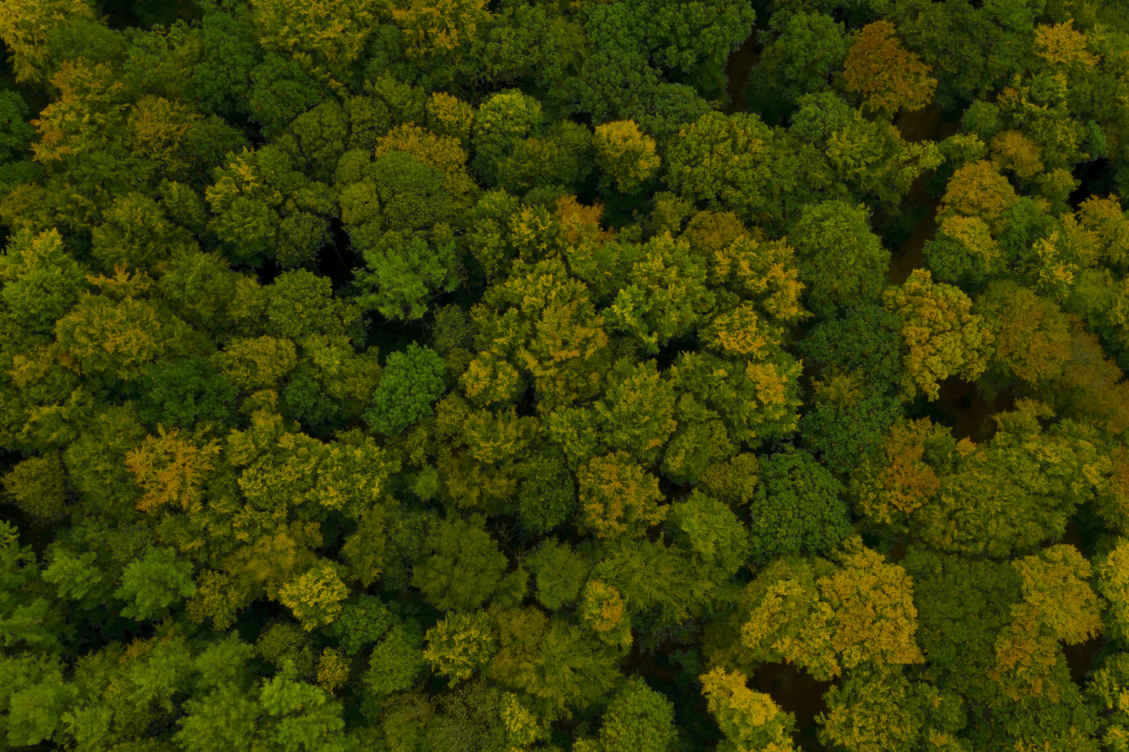 Herbstwald von oben