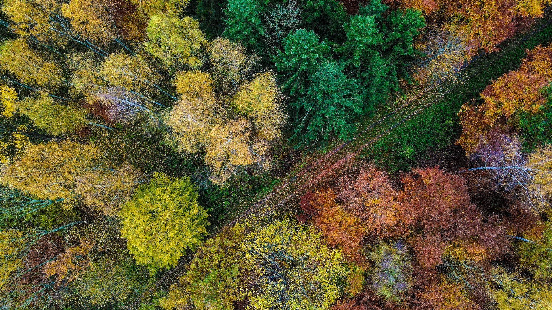 Herbstwald von oben